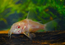 GEVLEKTE PANTSERMEERVAL ALBINO