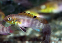 DWARF CICHLID SIGNATUS