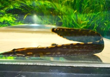 STACHELAAL UNICOLOR
