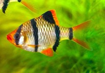 TIGER BARB