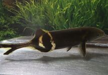 ELEPHANTNOSE FISH