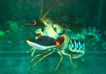 NIGLI CRAYFISH