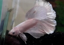 BETTA HALF MOON WHITE MALE