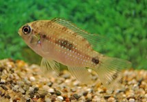 DWARF CICHLID THOMASI