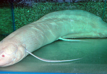 Lungfish