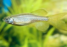 DANIO LÉOPARD VOILE