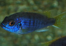 MALAWI CICHLIDE ACEI