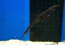 TRUMPET KNIFEFISH