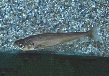 DOGTOOTH TETRA SCOMBEROIDES