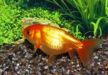 VOILE DE CHINE RANCHU ROUGE