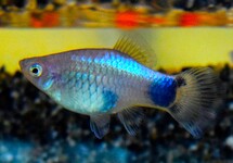 PLATY BLUE MICKEY