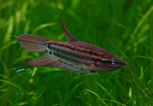 GOURAMI GROGNEUR