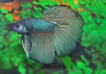 BETTA SUPER DELTA MALE