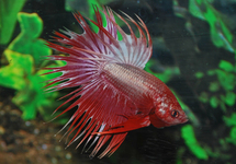 COMBATTANT CROWNTAIL DRAGON (MÂLE)