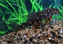 LDA031 MUSTARD SPOT PLECO