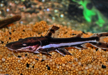 TIGER SHOVELNOSE CATFISH