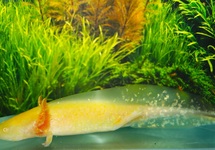 AXOLOTL GOUD
