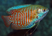 GOURAMI NAIN (M/F)