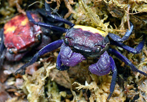 VAMPIRKRABBE ZWEIFARBIG