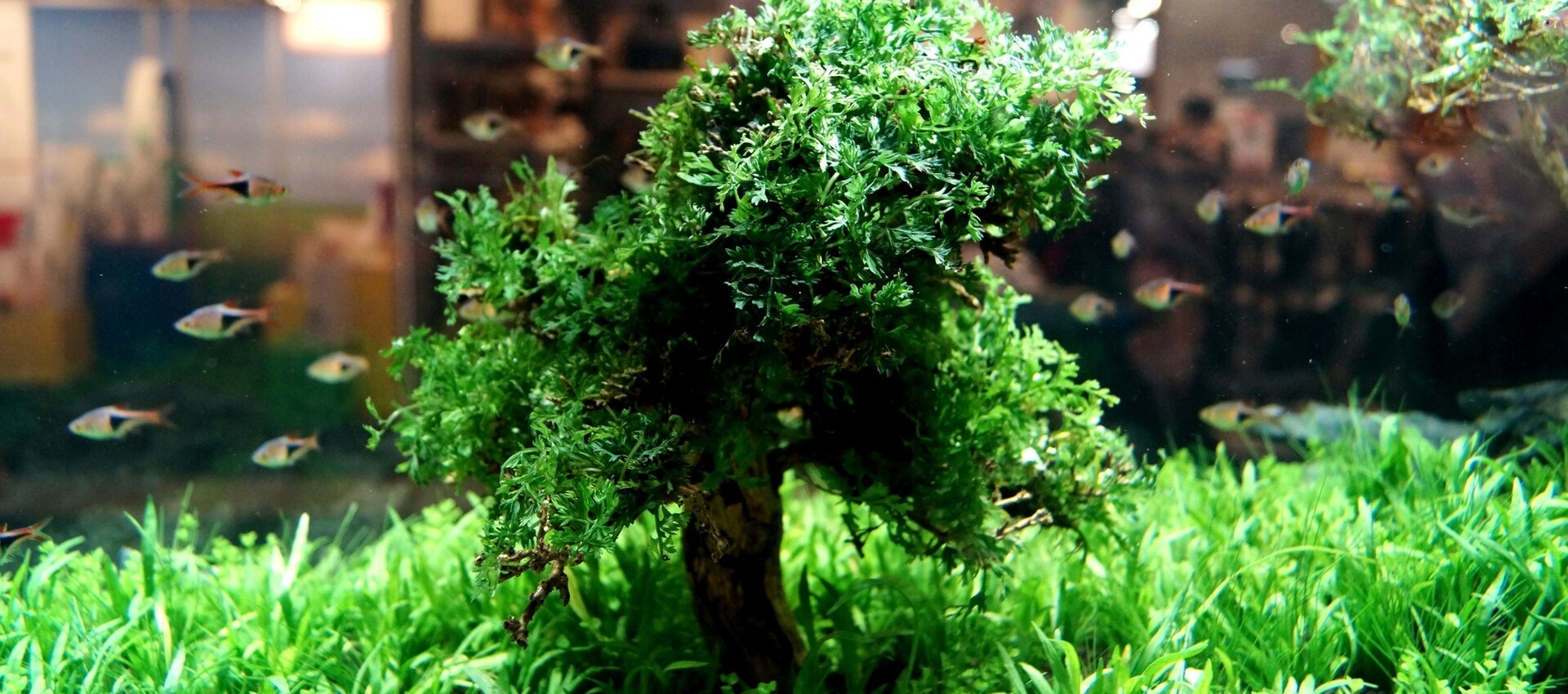 Aquarium plants