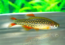 GALAXY DANIO