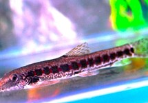 CRIMSON RED SPOT LOACH