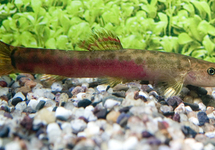 CRIMSON SCHMERLE