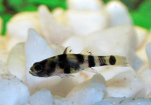 BUMBLEBEE GOBY