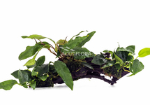 Anubias auf Holz L (31-40cm) - DW