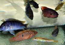 CICHLID MIX