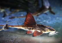 WHIPTAIL CATFISH