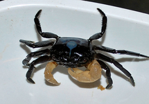 CRABE VAMPIRE INDIGO BLUE