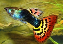 GUPPY TUXEDO LEOPARD (MÂLE)