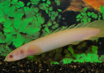 KWASTVINSNOEK SENEGAL ALBINO