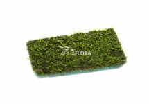 Vesicularia sur tapis 9x14cm - NE