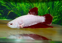 KEMPVIS PLAKAT PLATINUM ROOD MAN
