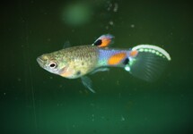 Endler's Guppy