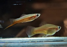 SWORDTAIL YUCATAN