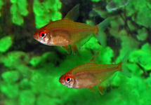 LEMON TETRA ORANGE