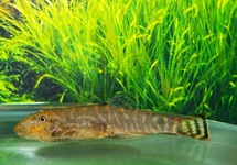 ALGENETER FILIUSIA TIGRIS