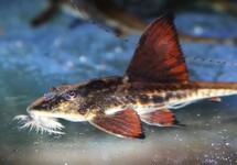 WHIPTAIL CATFISH