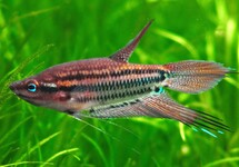 CROAKING GOURAMI