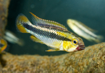 DWARF CICHLID ABACAXIS