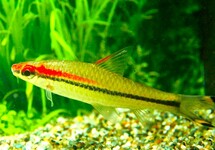RED-LINE TORPEDO BARB