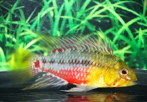 RED STRIPE DWARF CICHLID