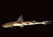 KROKODIL BÜFFELWELS M