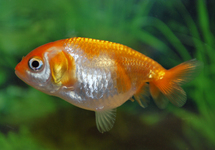 VOILE DE CHINE RANCHU ROUGE/BLANC