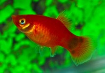 PLATY RED MICKEY