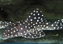 L142 SNOWBALL PLECO