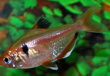 SERPAE TETRA GOLD